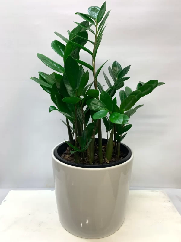 Ficus Burgandy
