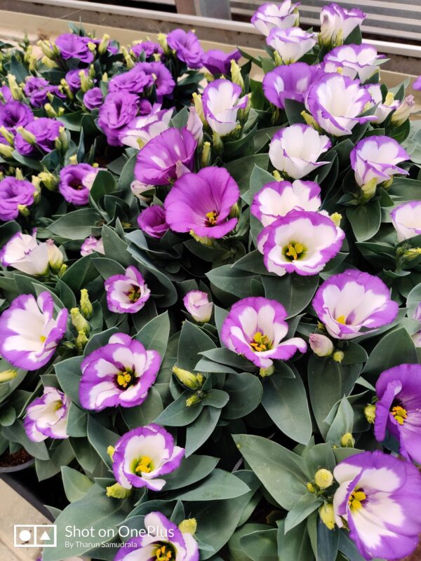 Beautiful lillies