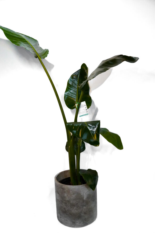 Bird of paradise